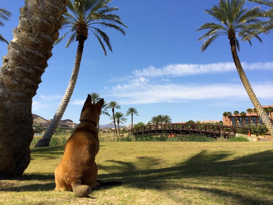 bodie-palms-westin-lasvegas