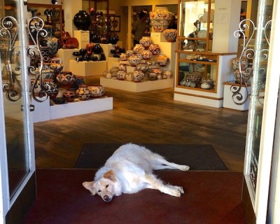 Your Guide To Dog-Friendly Shopping Santa Fe