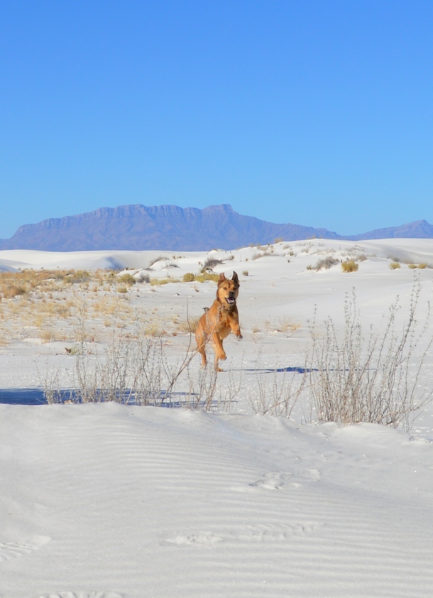 are dogs allowed at white sands national monument